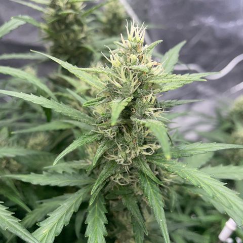 Sour jealousy growlog timeline photo