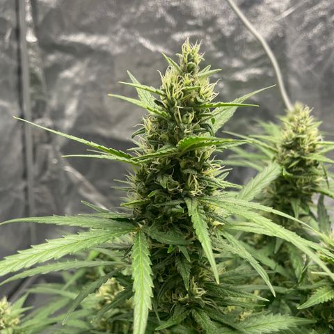 Sour jealousy growlog timeline photo