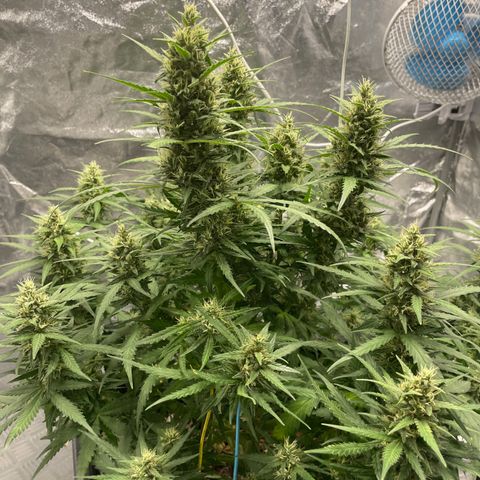 Sour jealousy growlog timeline photo
