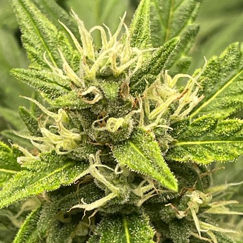 Sour jealousy growlog timeline photo