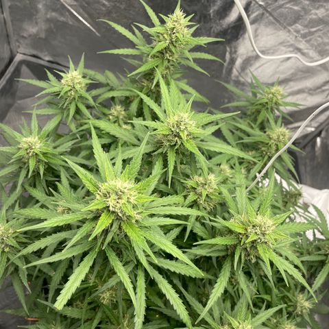 Sour jealousy growlog timeline photo
