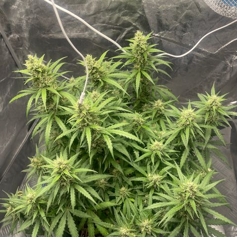 Sour jealousy growlog timeline photo