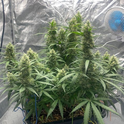 Sour jealousy growlog timeline photo