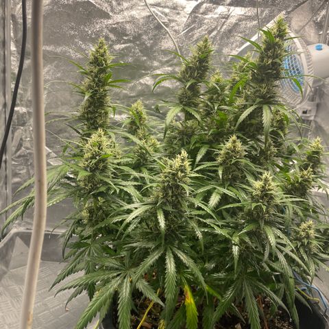 Sour jealousy growlog timeline photo