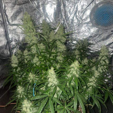 Sour jealousy growlog timeline photo