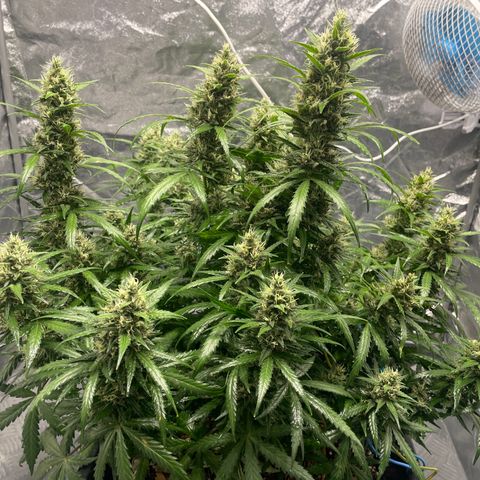 Sour jealousy growlog timeline photo