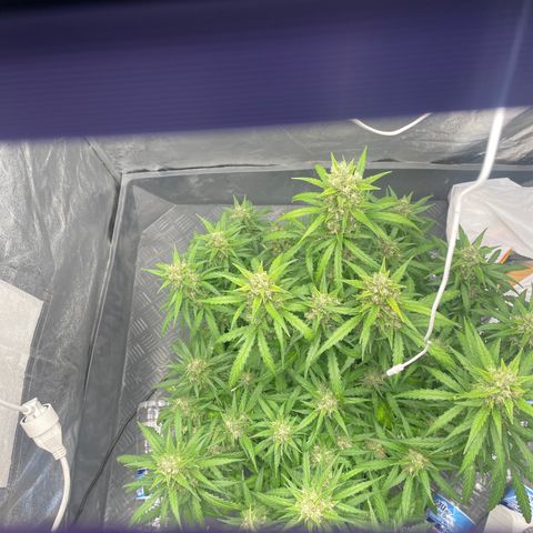 Sour jealousy growlog timeline photo