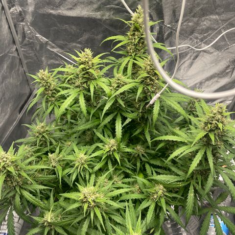 Sour jealousy growlog timeline photo