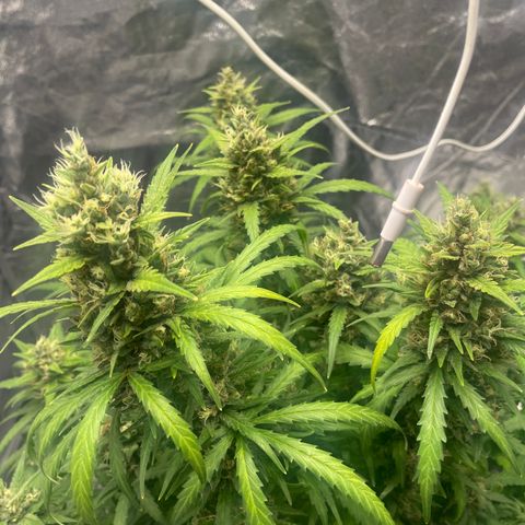 Sour jealousy growlog timeline photo