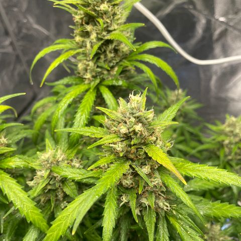 Sour jealousy growlog timeline photo