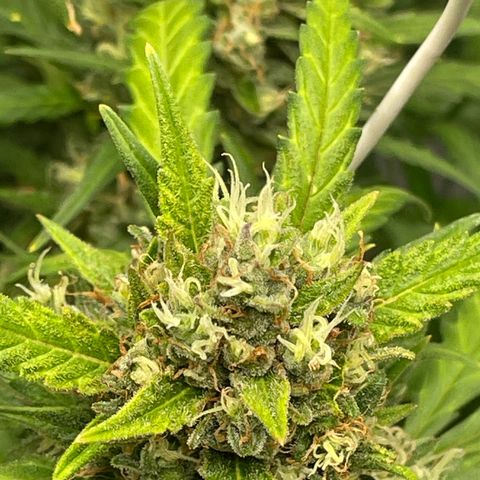 Sour jealousy growlog photo: Un peu de violet 