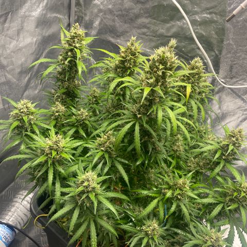 Sour jealousy growlog timeline photo