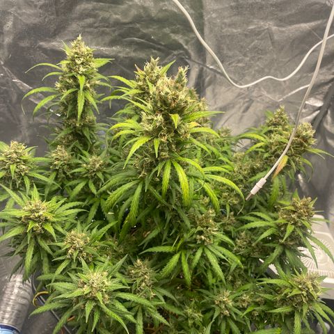 Sour jealousy growlog photo: Demain c’est le grand jour