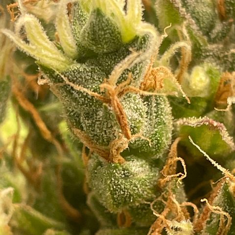 Sour jealousy growlog photo: Demain c’est le grand jour