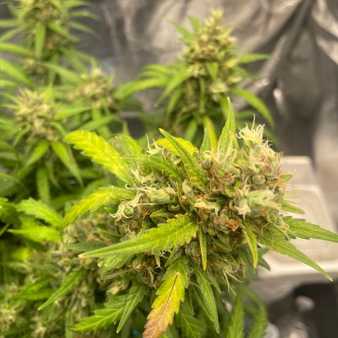 Sour jealousy growlog photo: Demain c’est le grand jour