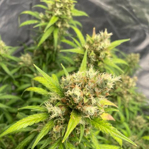 Sour jealousy growlog photo: Demain c’est le grand jour