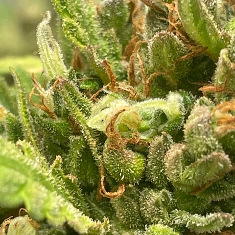 Sour jealousy growlog photo: Demain c’est le grand jour