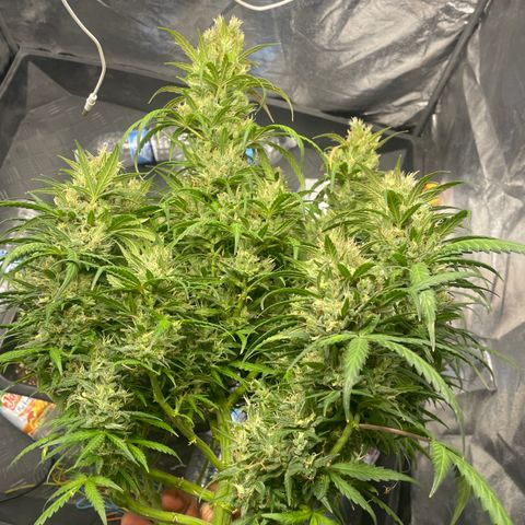 Sour jealousy growlog timeline photo