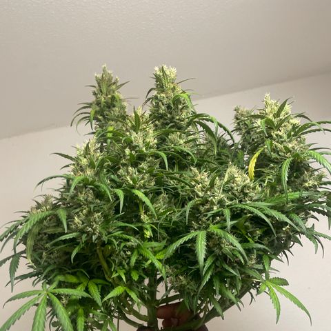 Sour jealousy growlog timeline photo
