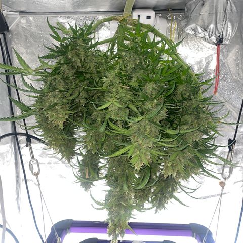 Sour jealousy growlog timeline photo