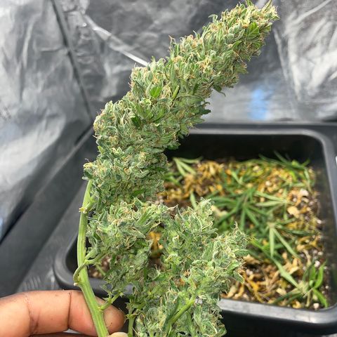 Sour jealousy growlog timeline photo