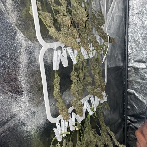 Sour jealousy growlog timeline photo