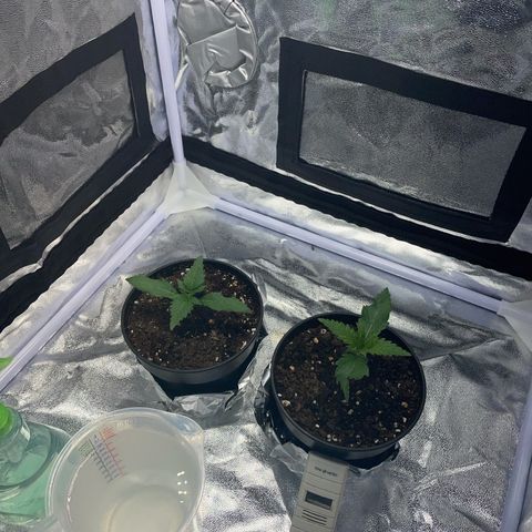 Critical growlog timeline photo