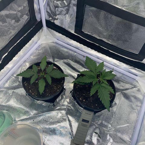 Critical growlog timeline photo