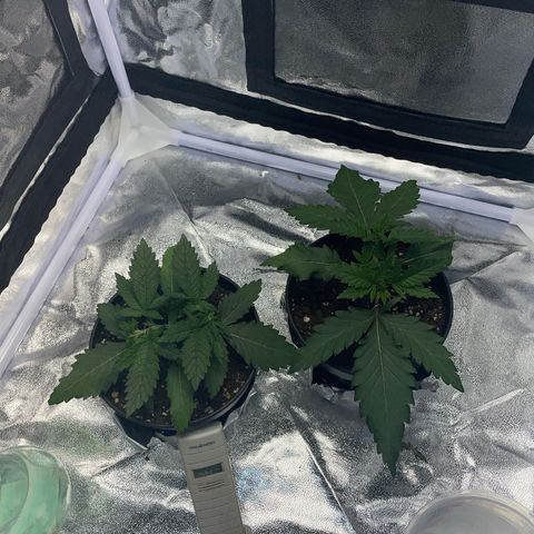 Critical growlog timeline photo