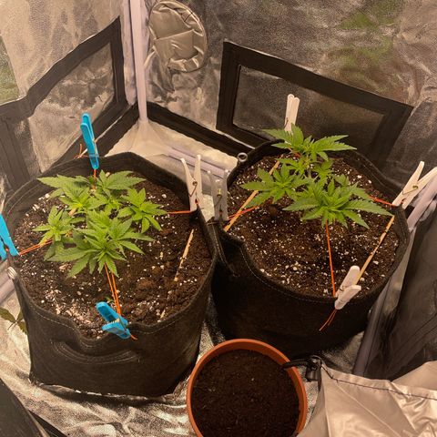 Critical growlog timeline photo