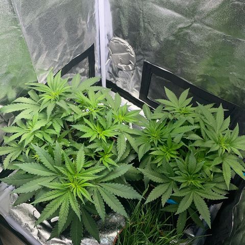 Critical growlog timeline photo
