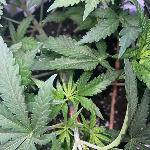 Critical growlog timeline photo
