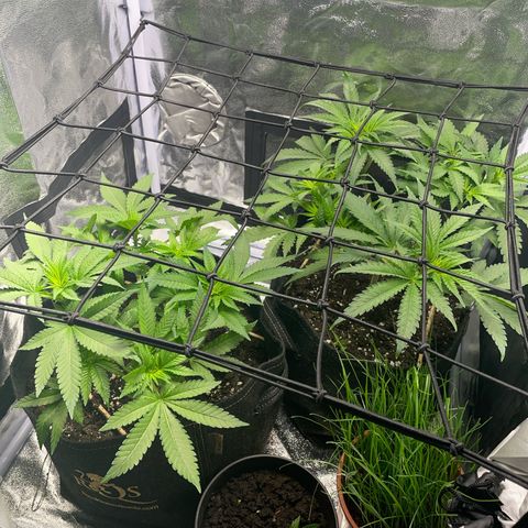 Critical growlog timeline photo