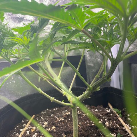 Critical growlog timeline photo