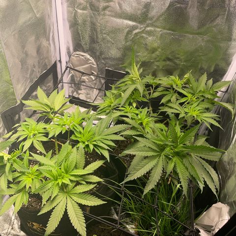 Critical growlog timeline photo