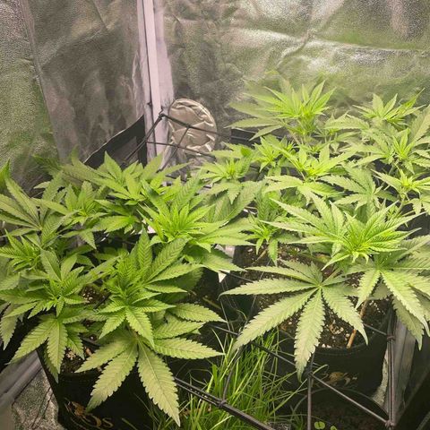 Critical growlog timeline photo