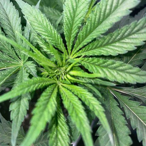 Critical growlog timeline photo