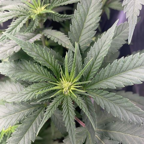 Critical growlog timeline photo