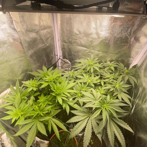 Critical growlog timeline photo