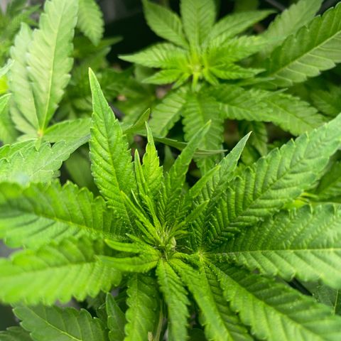 Critical growlog timeline photo