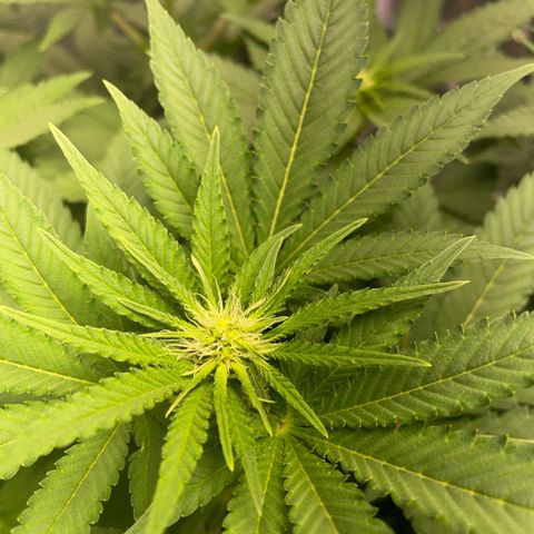 Critical growlog timeline photo