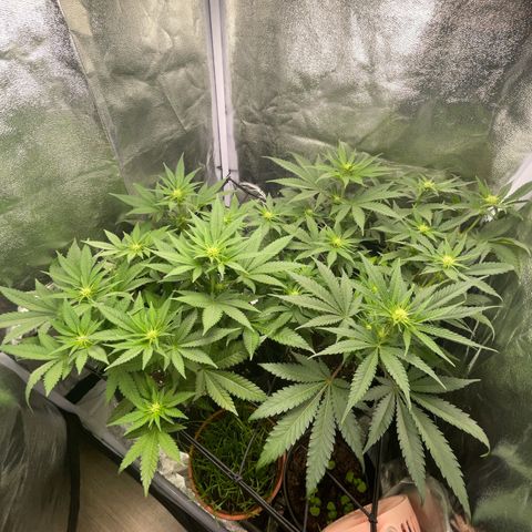 Critical growlog timeline photo