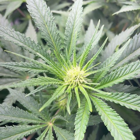 Critical growlog timeline photo