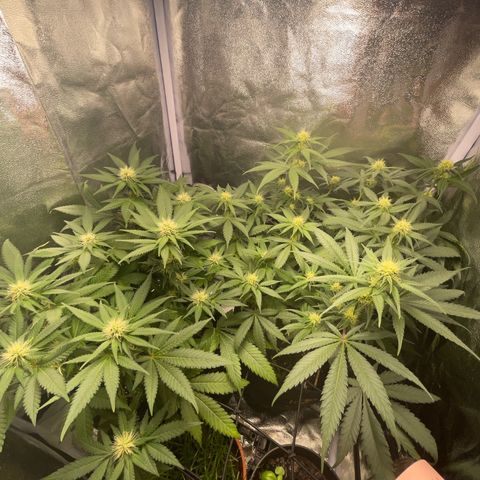 Critical growlog timeline photo