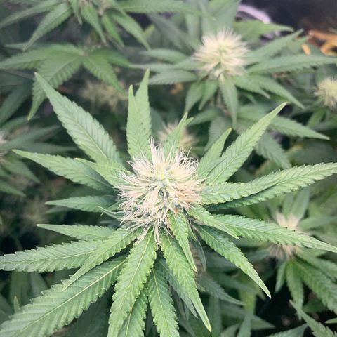 Critical growlog timeline photo