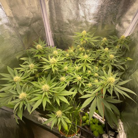 Critical growlog timeline photo