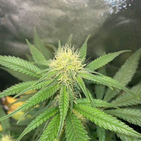 Critical growlog timeline photo