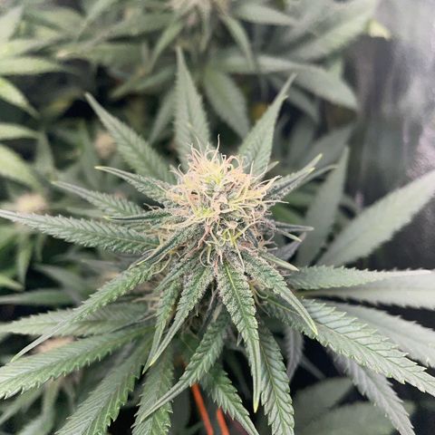 Critical growlog timeline photo