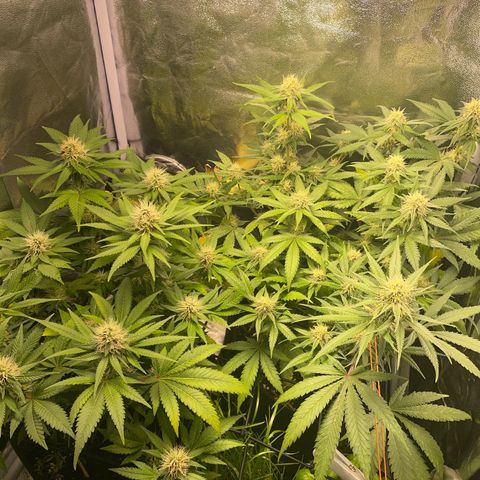 Critical growlog timeline photo