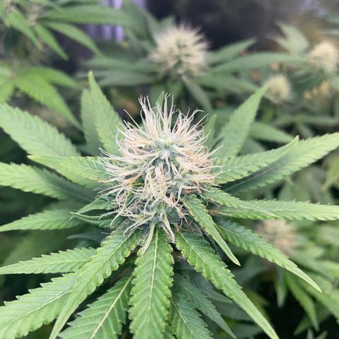 Critical growlog timeline photo